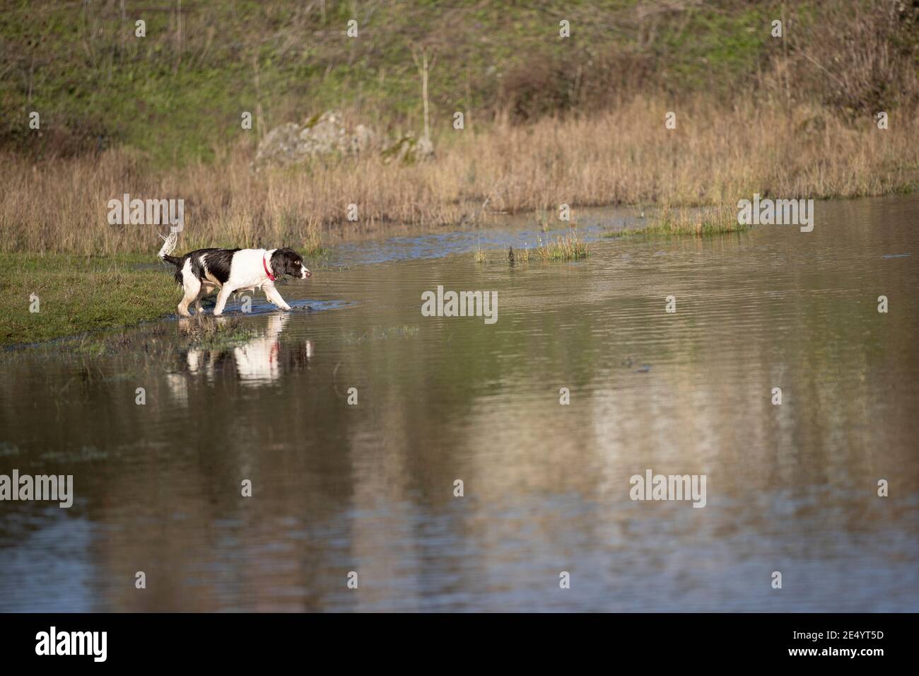 English Springer Spaniel Stockfoto
