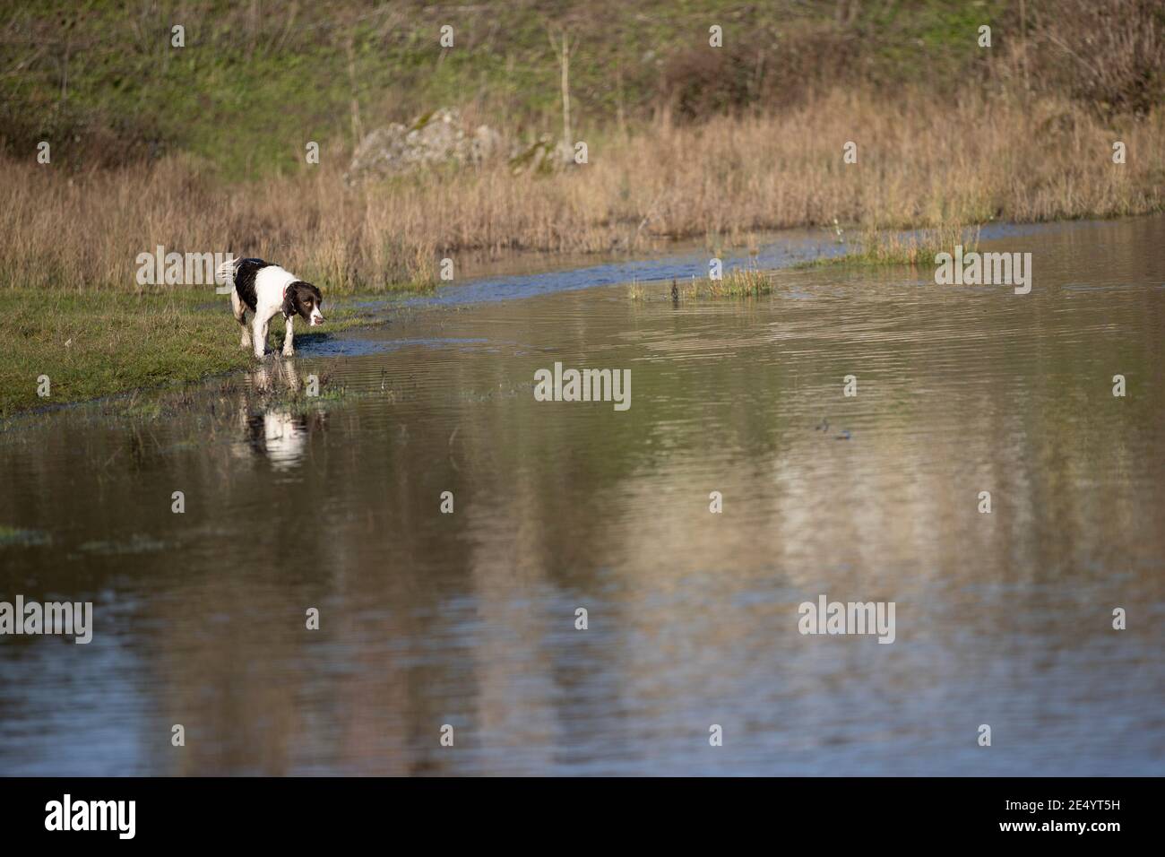 English Springer Spaniel Stockfoto