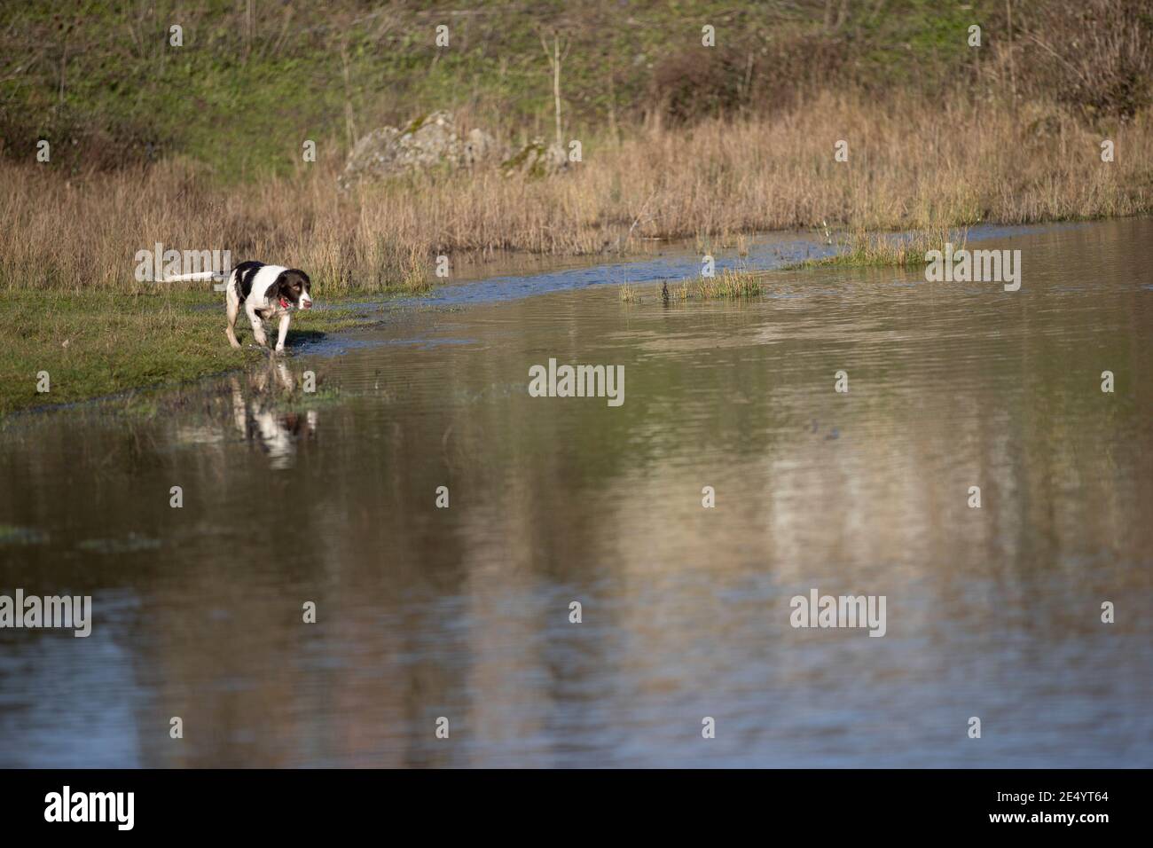 English Springer Spaniel Stockfoto