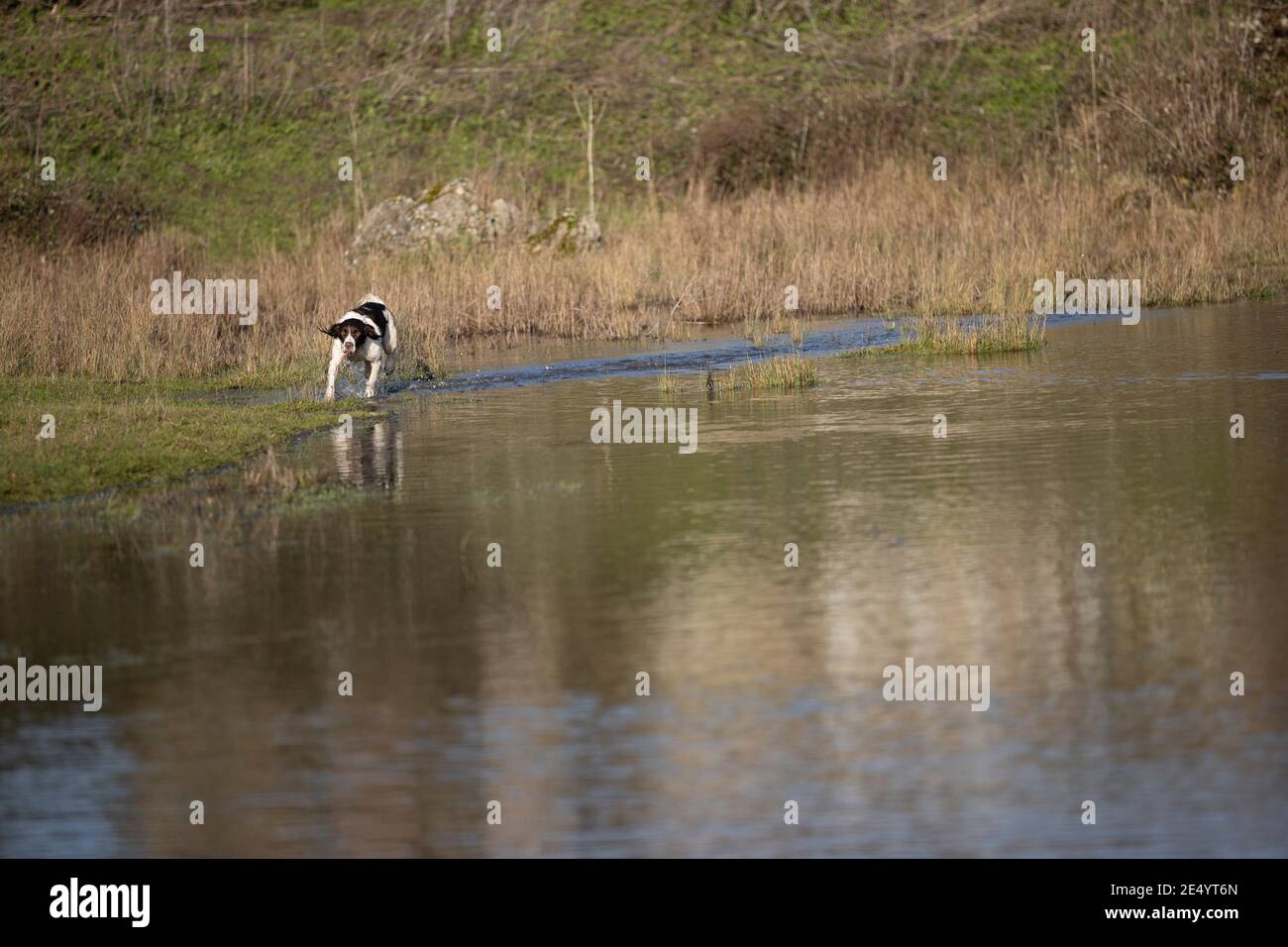 English Springer Spaniel Stockfoto