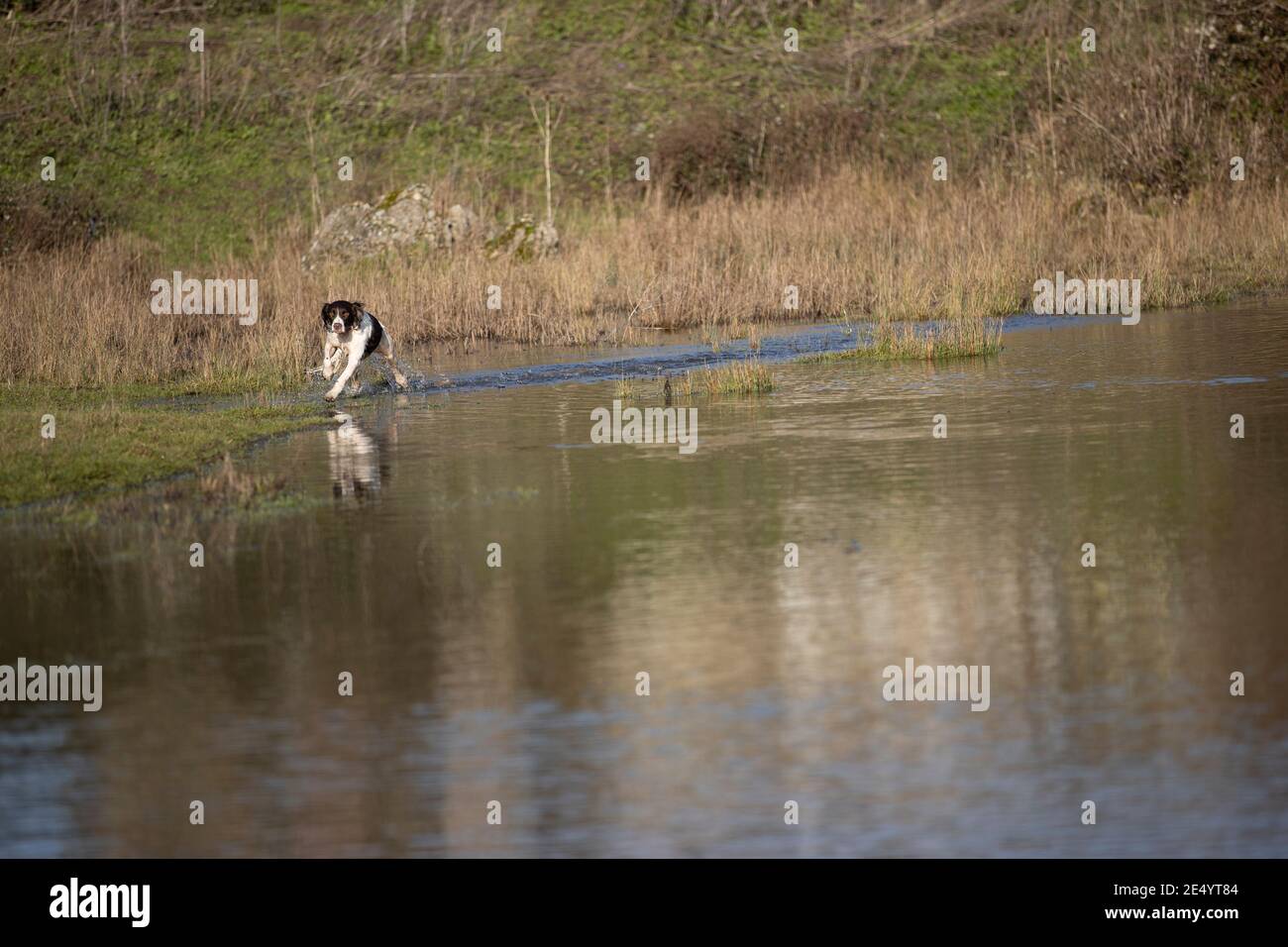 English Springer Spaniel Stockfoto