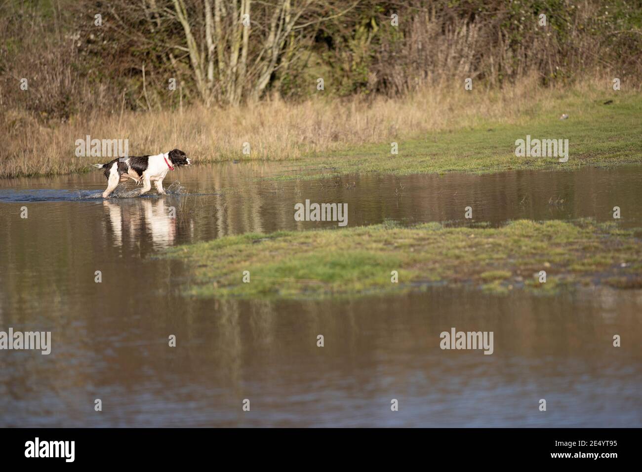 English Springer Spaniel Stockfoto