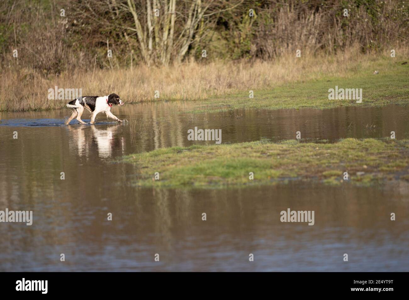 English Springer Spaniel Stockfoto