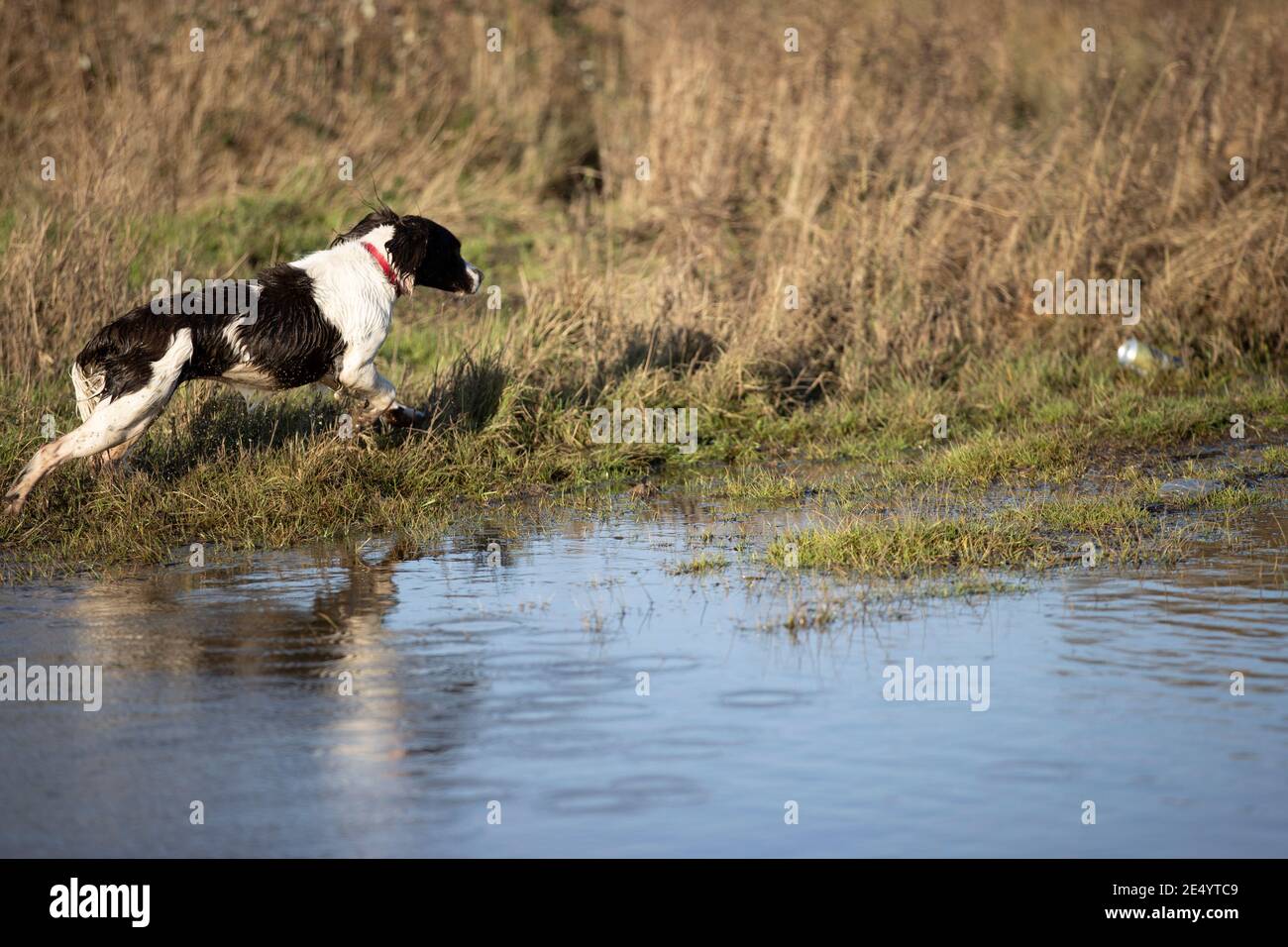 English Springer Spaniel Stockfoto