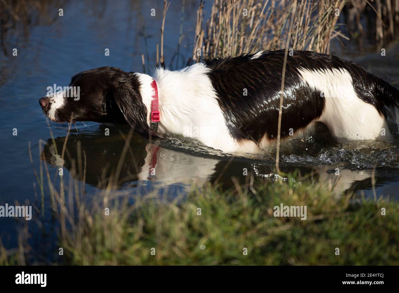 English Springer Spaniel Stockfoto