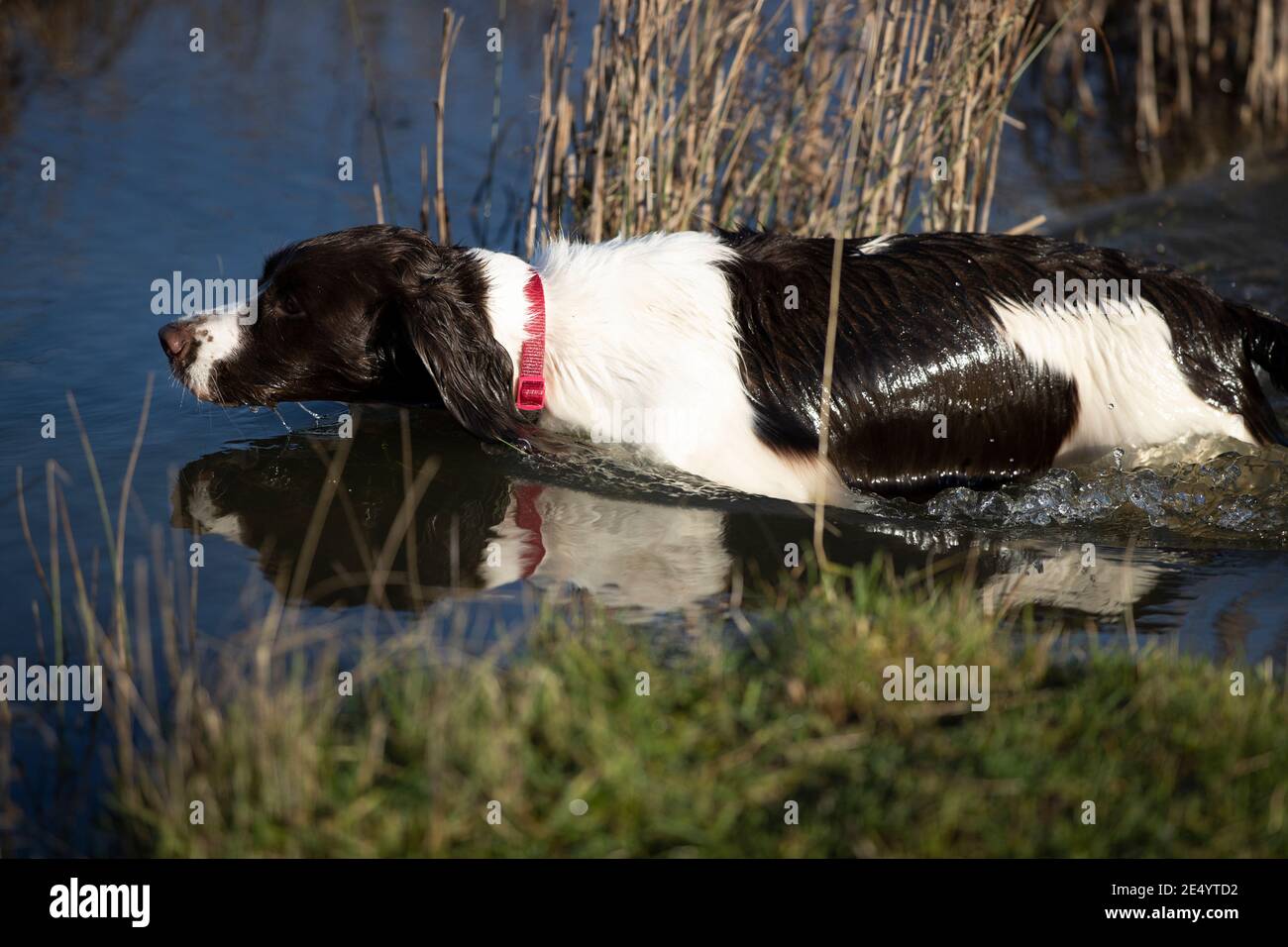 English Springer Spaniel Stockfoto