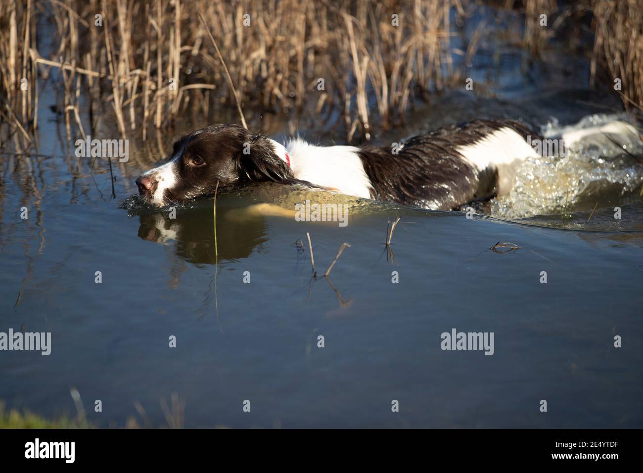 English Springer Spaniel Stockfoto