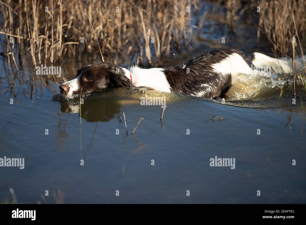 English Springer Spaniel Stockfoto