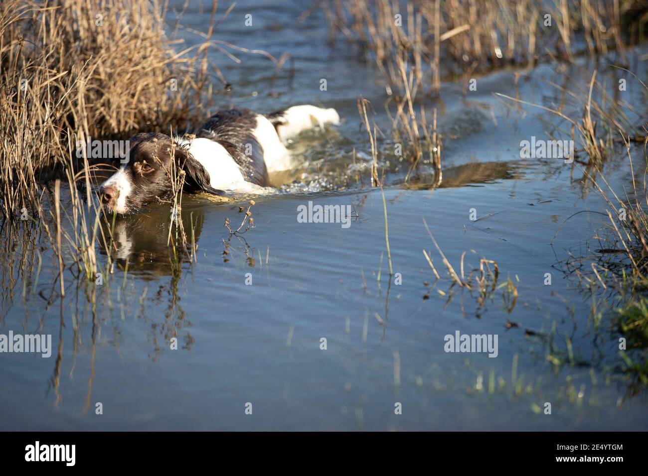 English Springer Spaniel Stockfoto