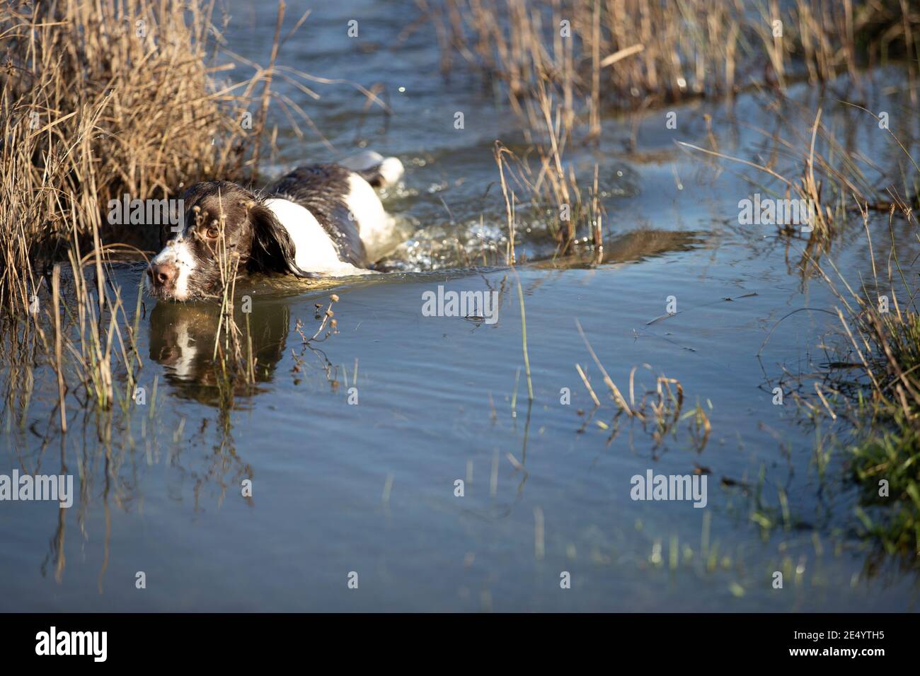 English Springer Spaniel Stockfoto