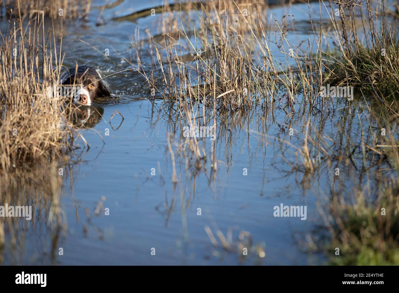 English Springer Spaniel Stockfoto