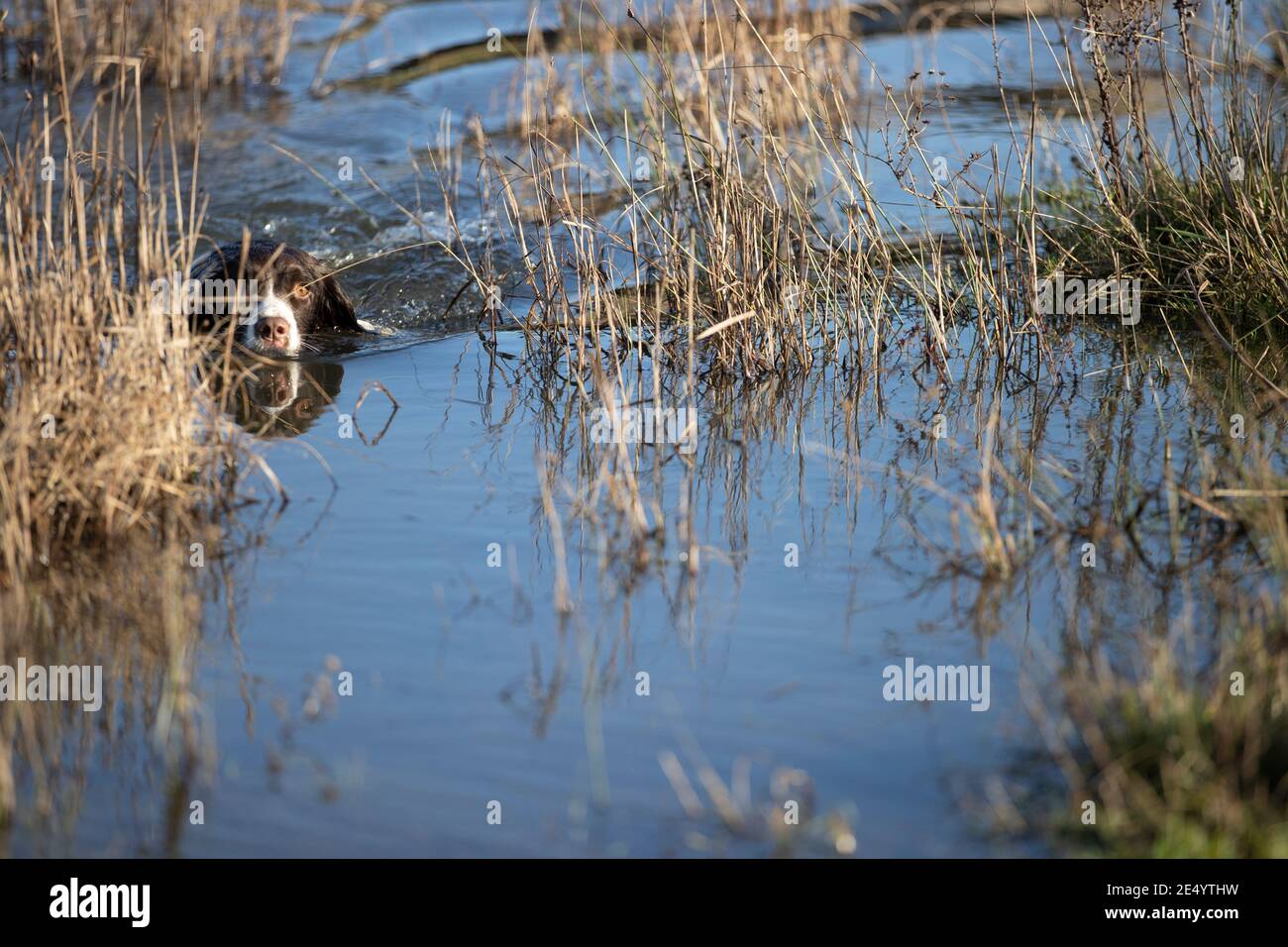 English Springer Spaniel Stockfoto