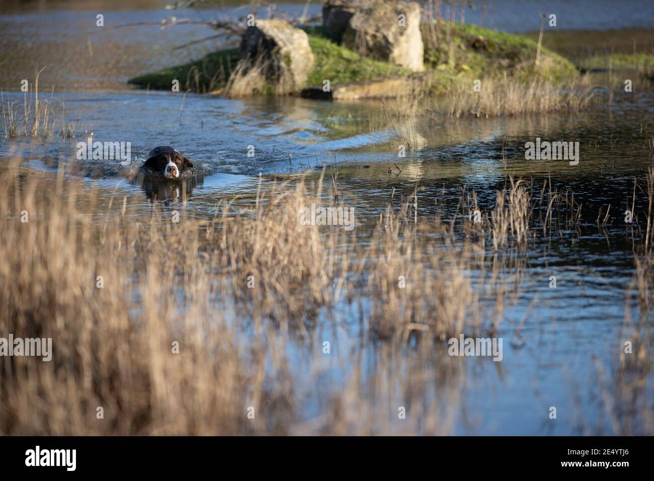 English Springer Spaniel Stockfoto