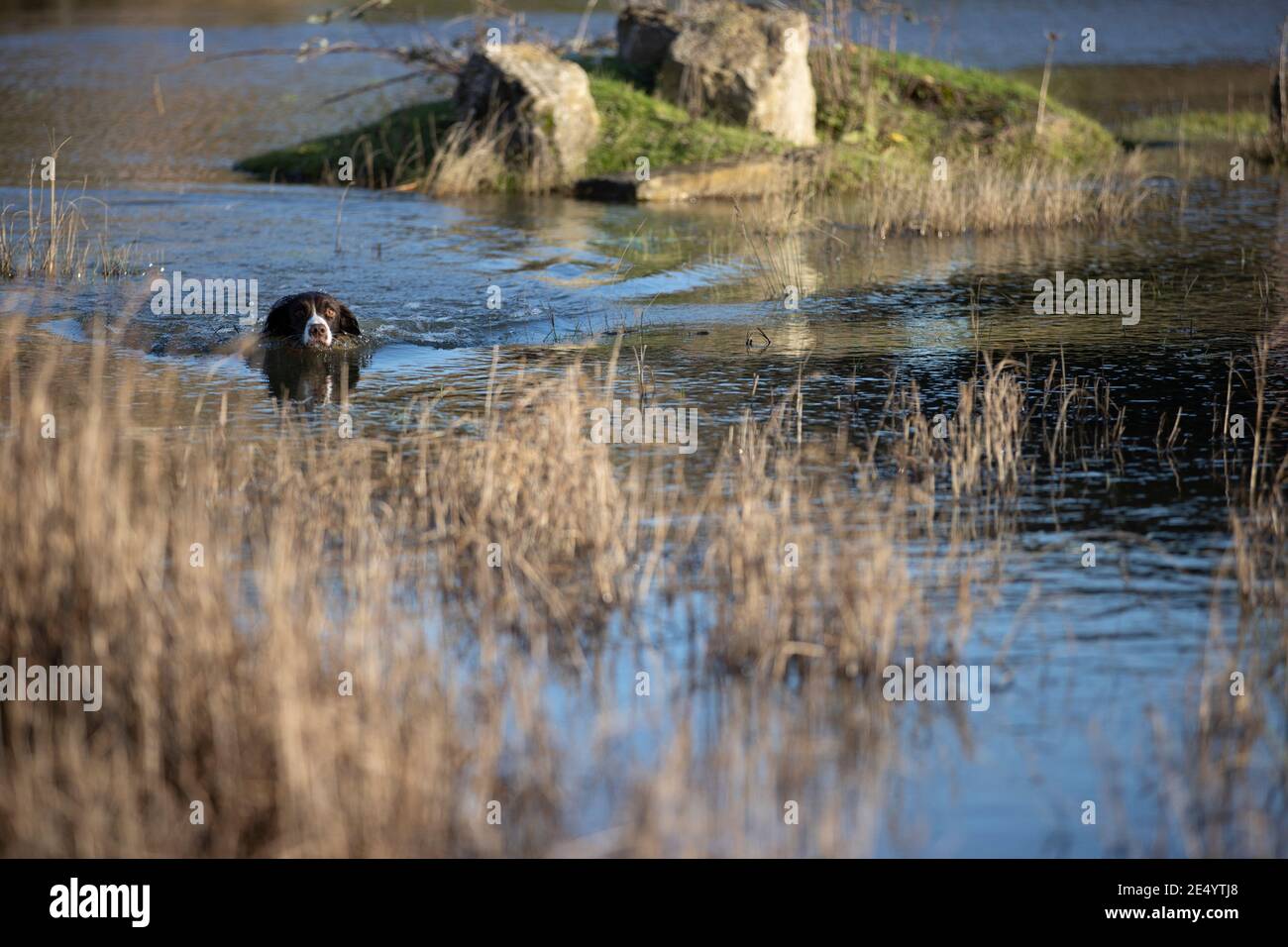 English Springer Spaniel Stockfoto