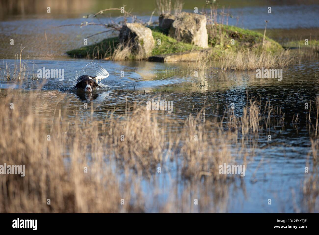 English Springer Spaniel Stockfoto