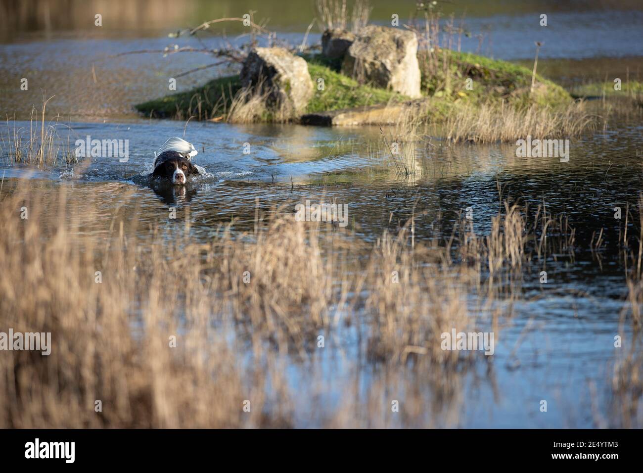 English Springer Spaniel Stockfoto