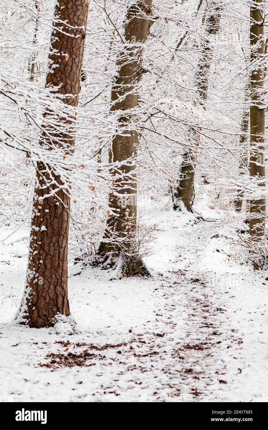 Verschneite Wälder im Winter. Bäume und Blätter im Winter mit Schnee bedeckt. Stockfoto