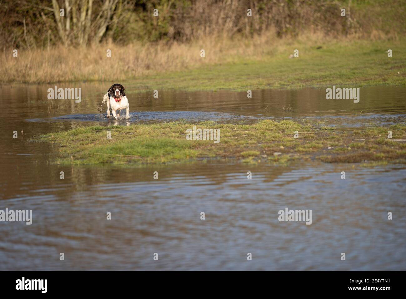 English Springer Spaniel Stockfoto