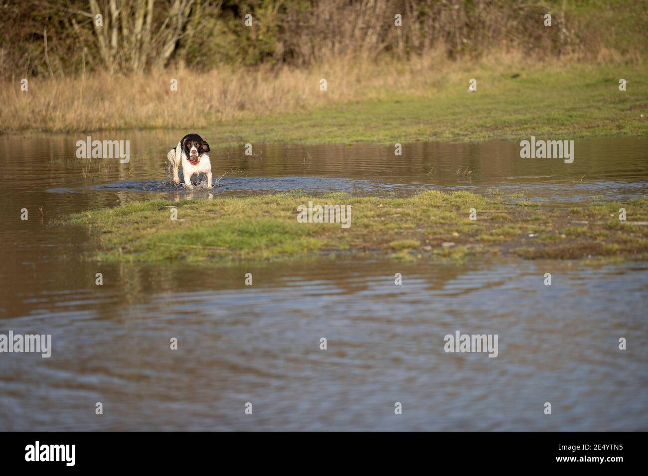 English Springer Spaniel Stockfoto