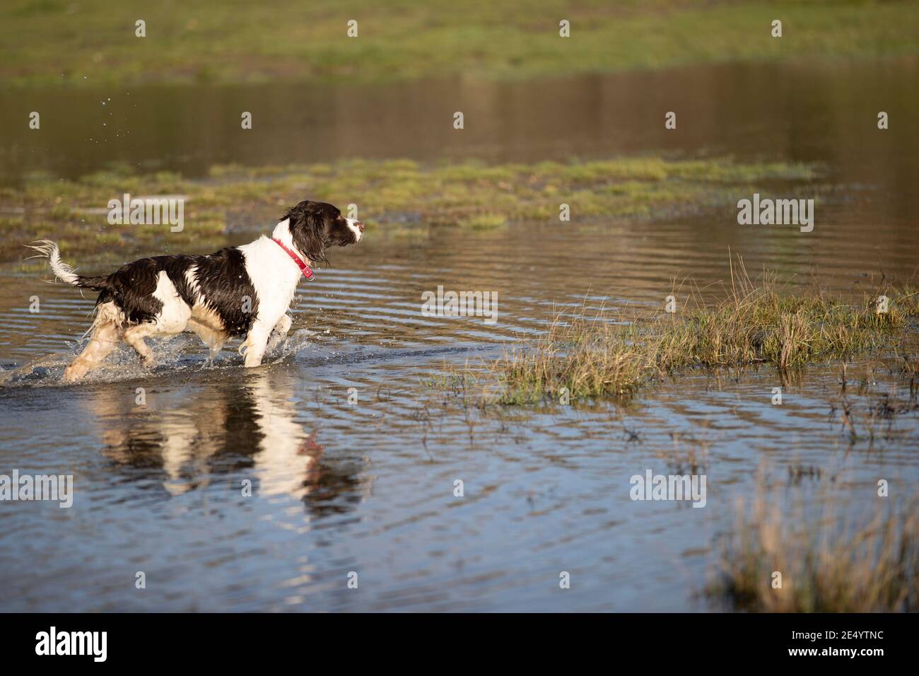English Springer Spaniel Stockfoto