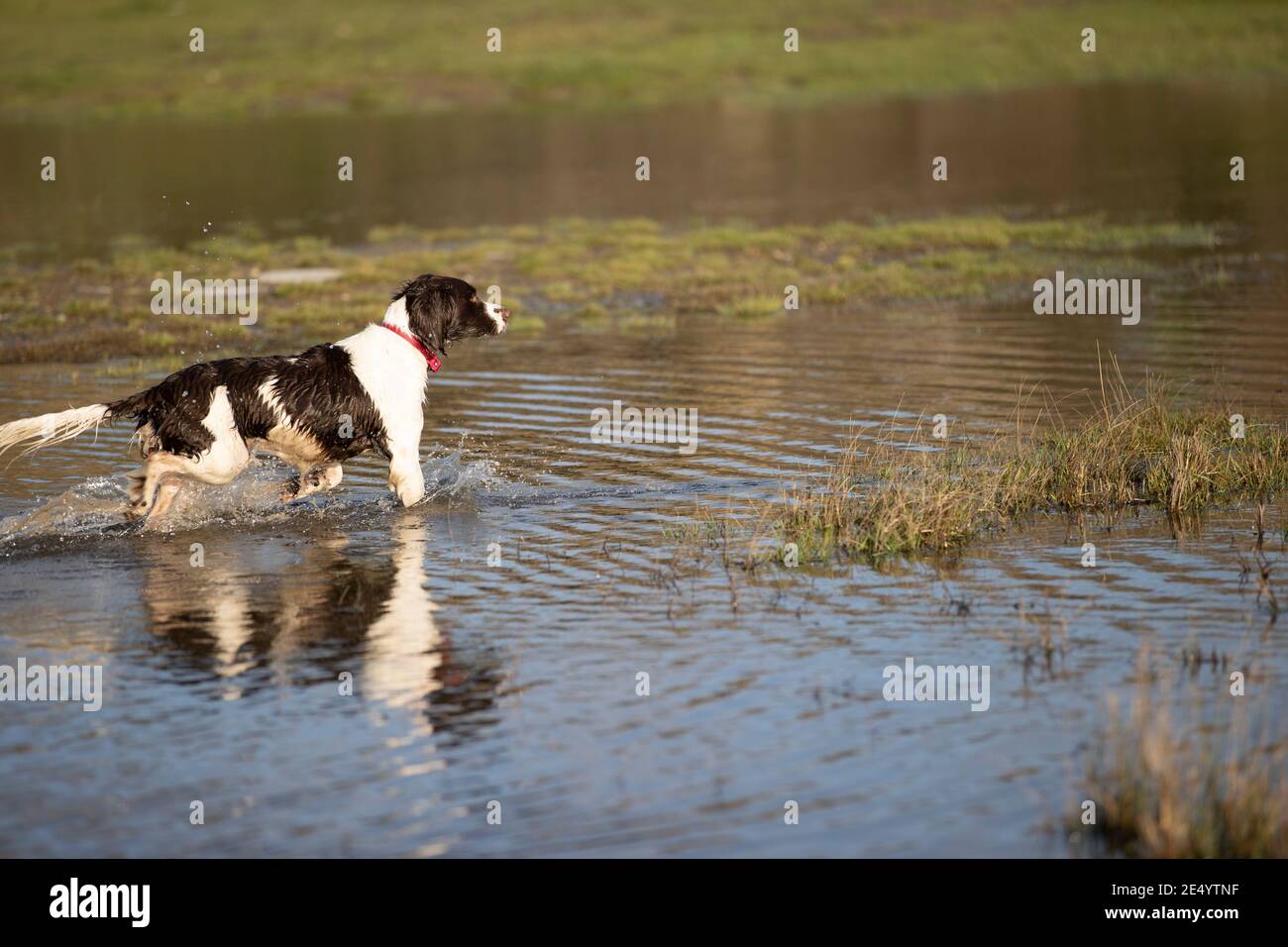 English Springer Spaniel Stockfoto