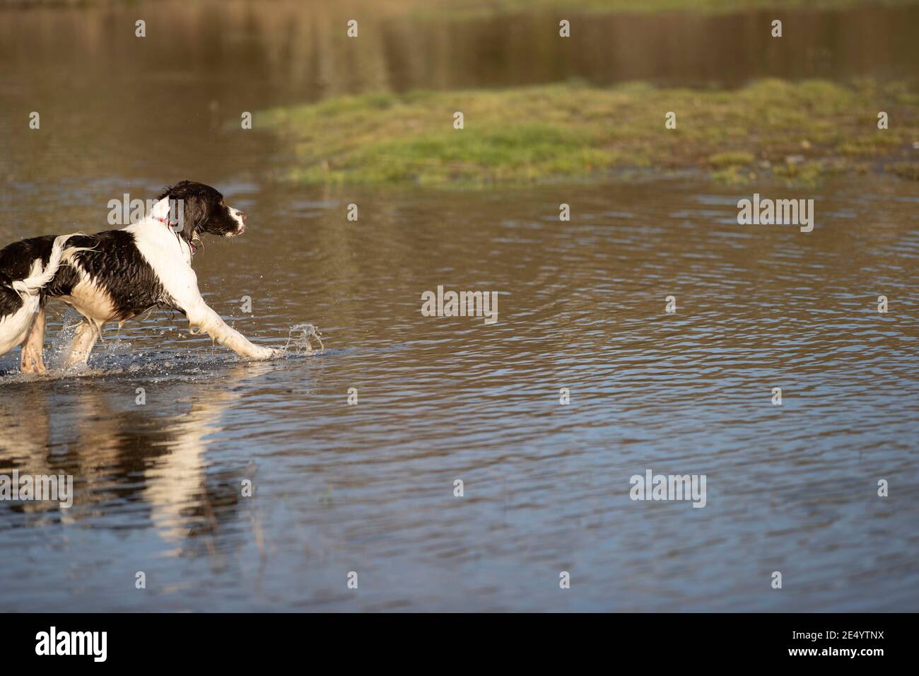 English Springer Spaniel Stockfoto