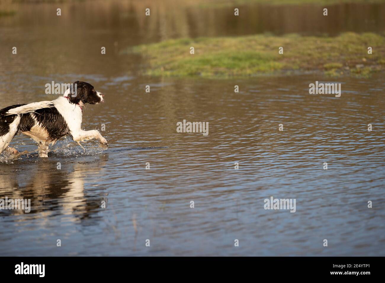 English Springer Spaniel Stockfoto