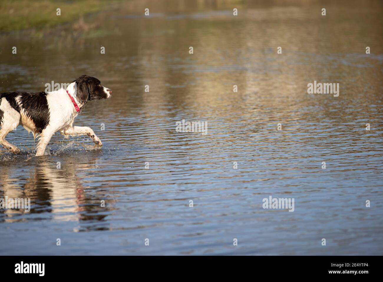English Springer Spaniel Stockfoto