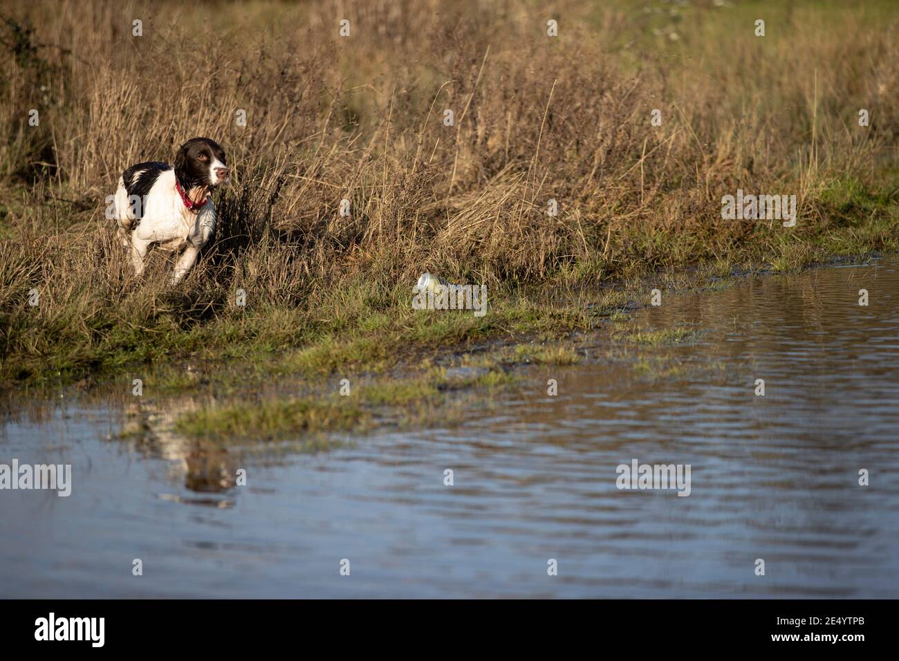 English Springer Spaniel Stockfoto