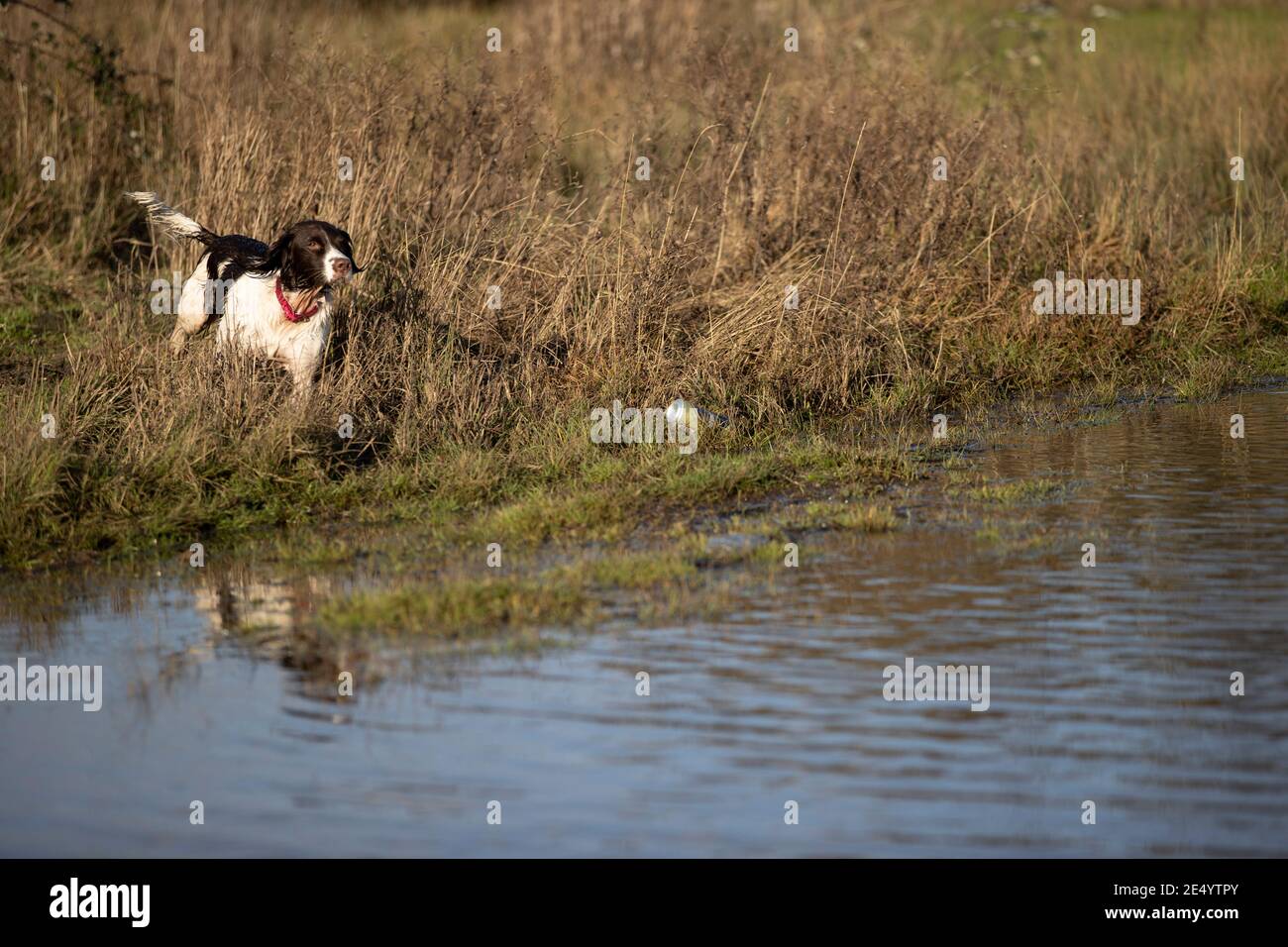 English Springer Spaniel Stockfoto