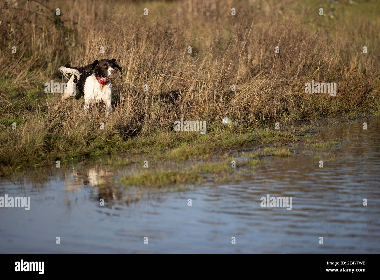 English Springer Spaniel Stockfoto