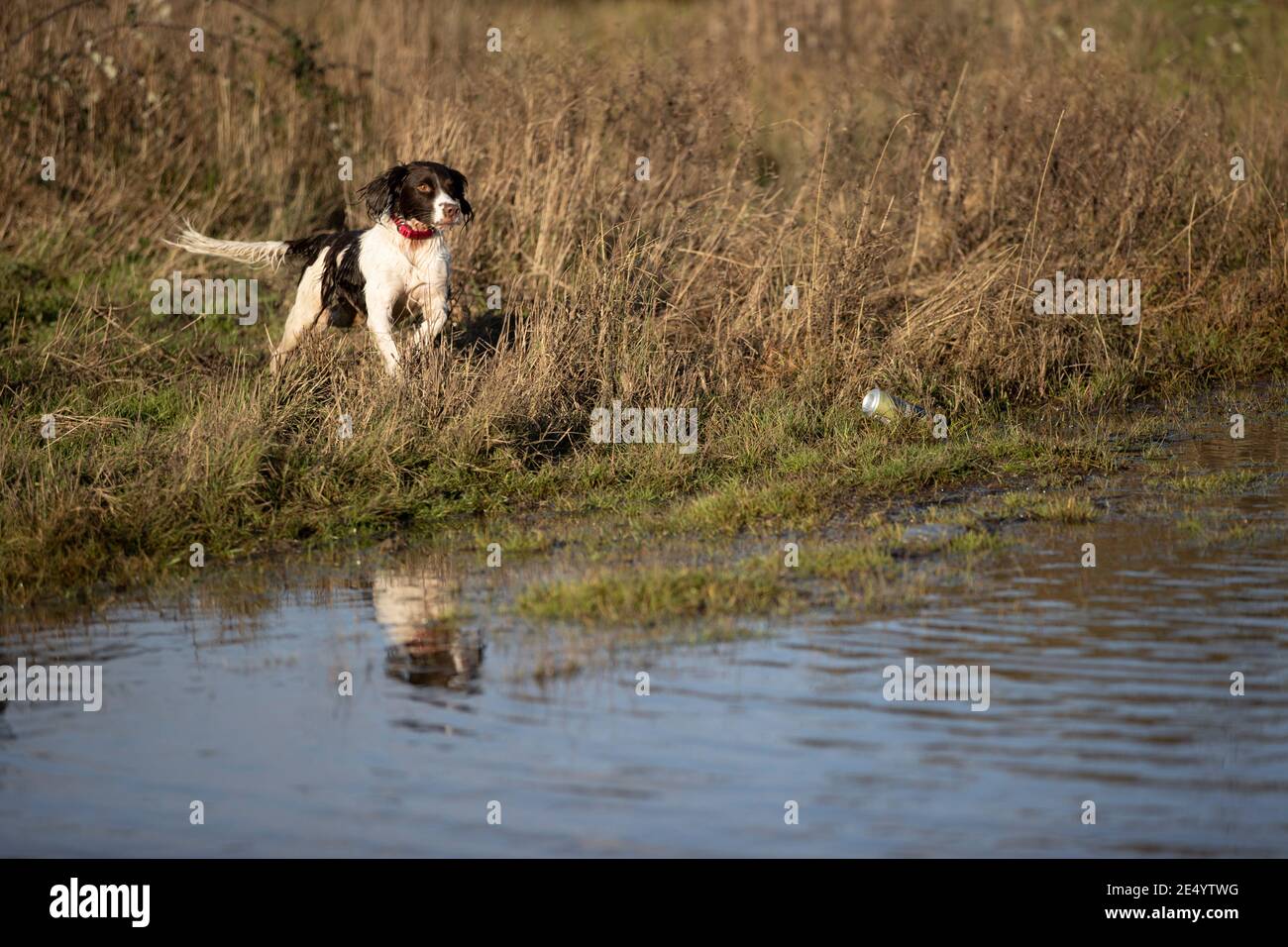 English Springer Spaniel Stockfoto