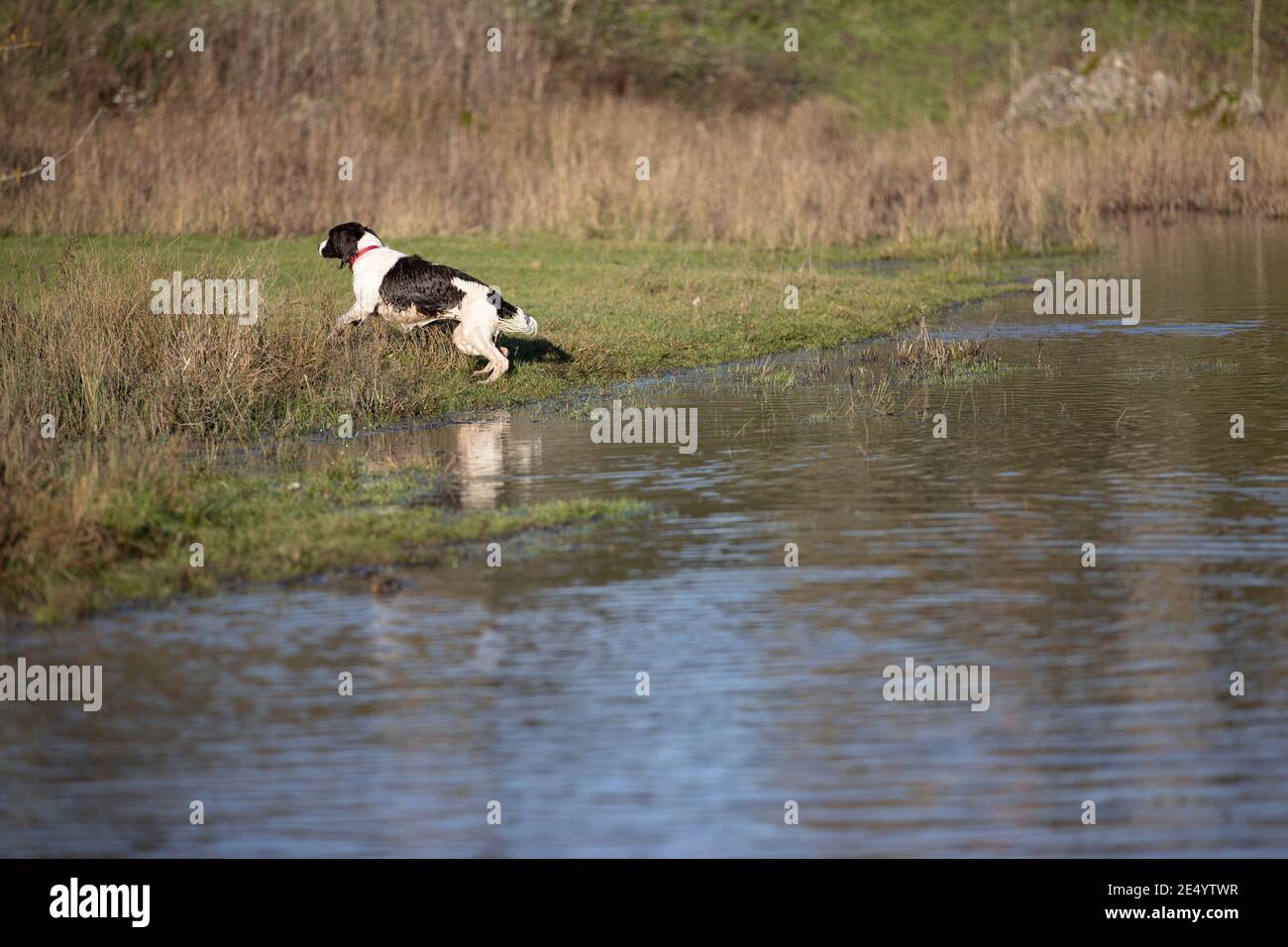 English Springer Spaniel Stockfoto