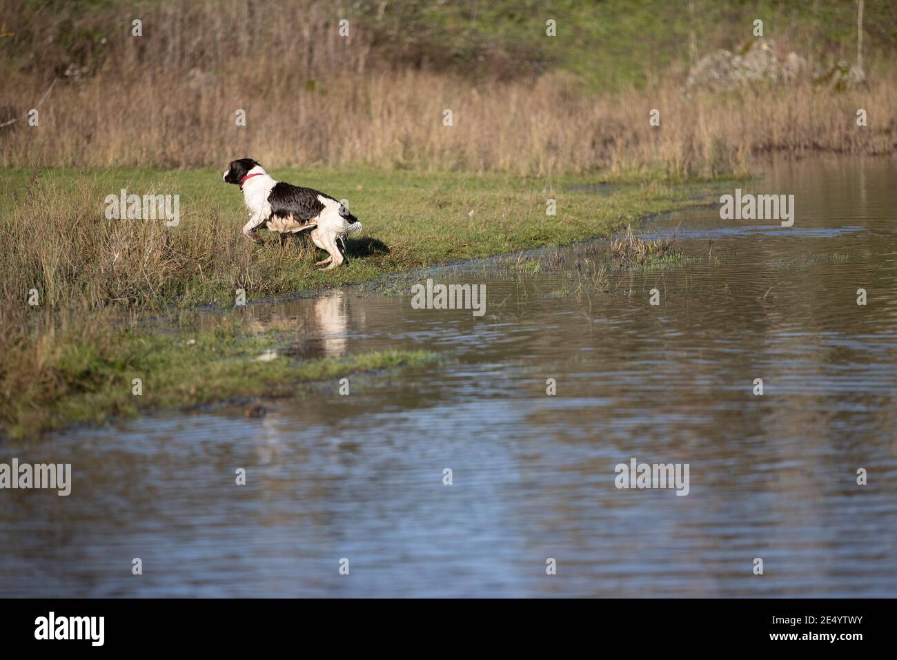 English Springer Spaniel Stockfoto