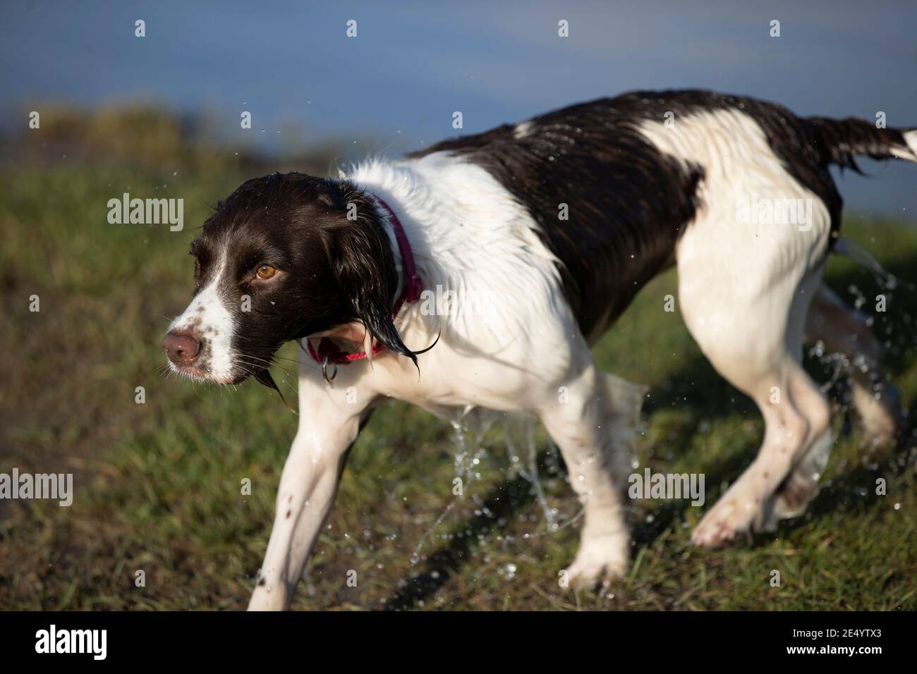 English Springer Spaniel Stockfoto