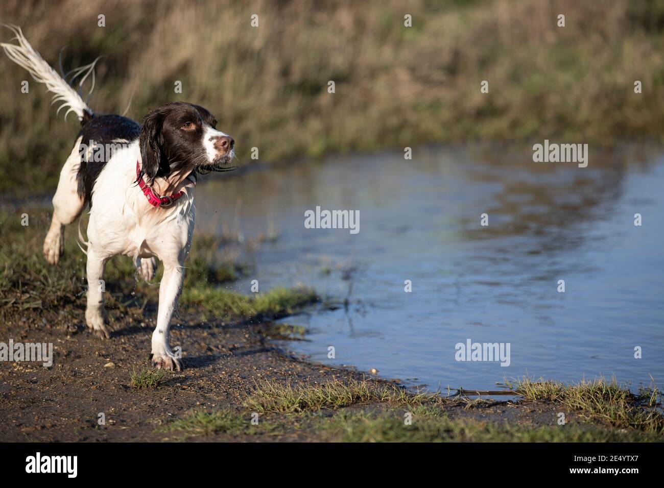 English Springer Spaniel Stockfoto