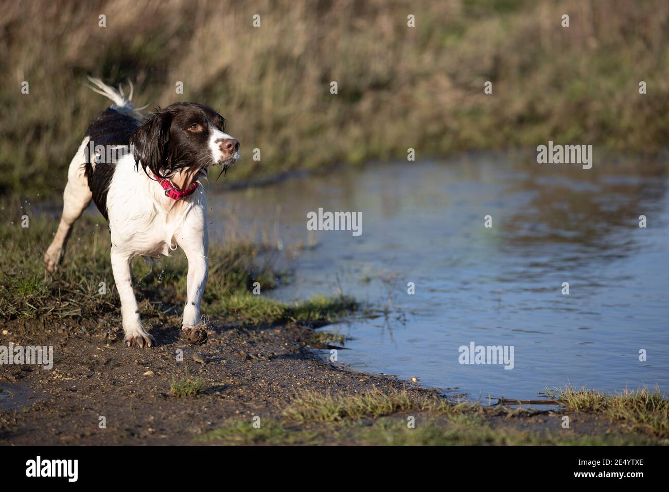 English Springer Spaniel Stockfoto