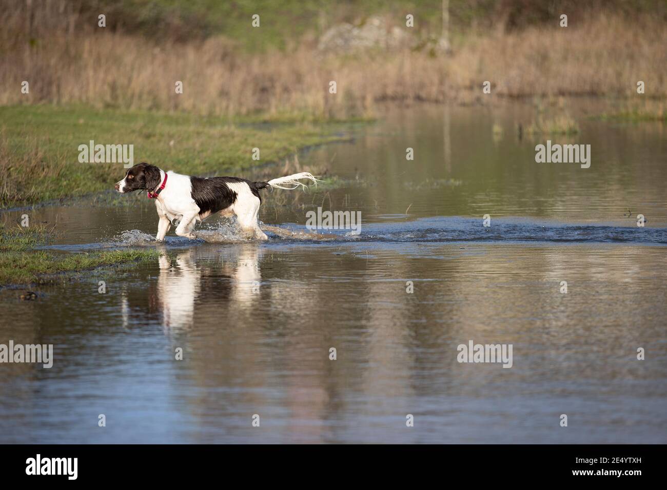 English Springer Spaniel Stockfoto