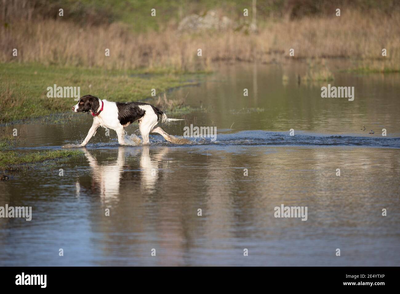 English Springer Spaniel Stockfoto