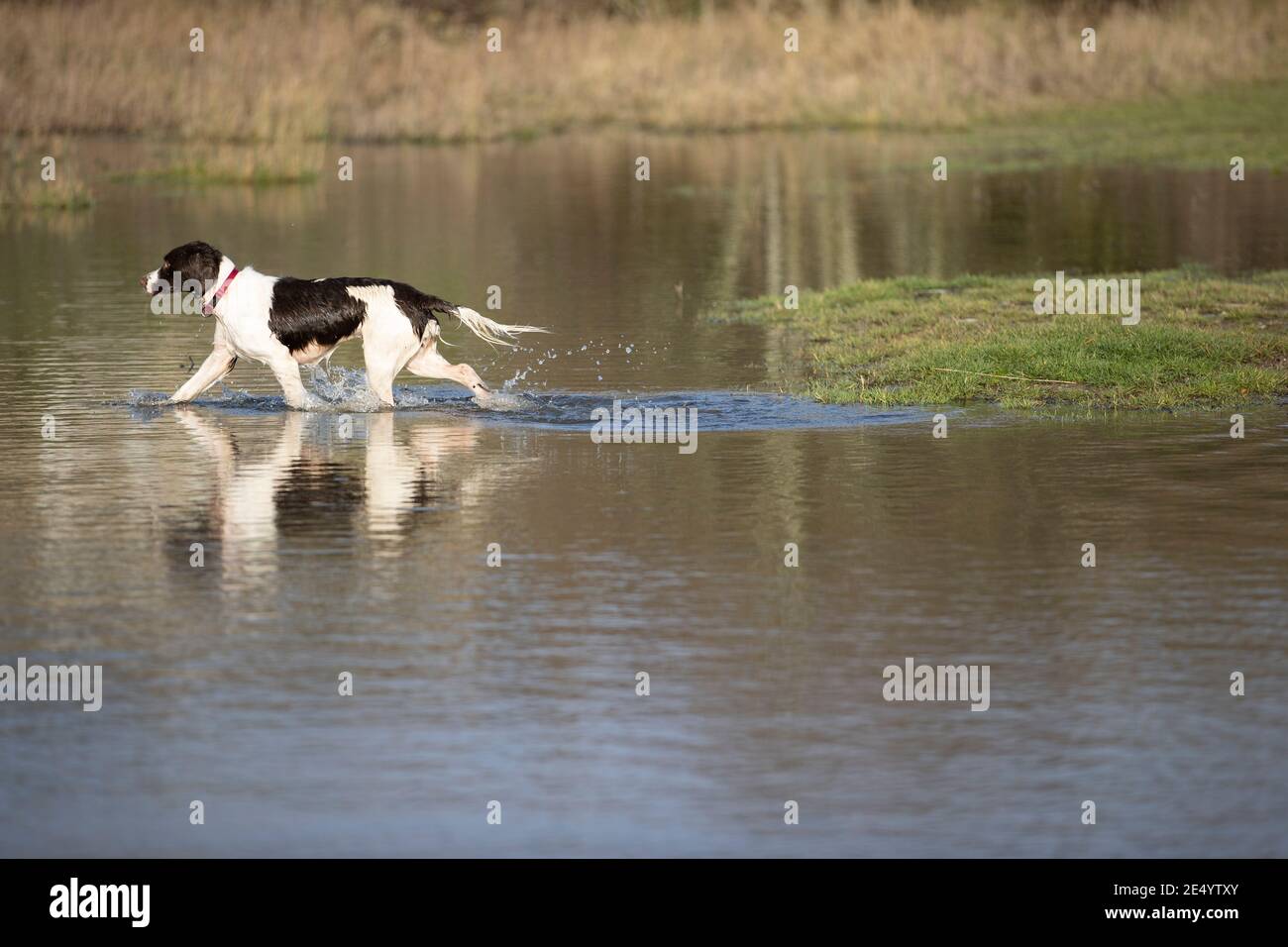 English Springer Spaniel Stockfoto