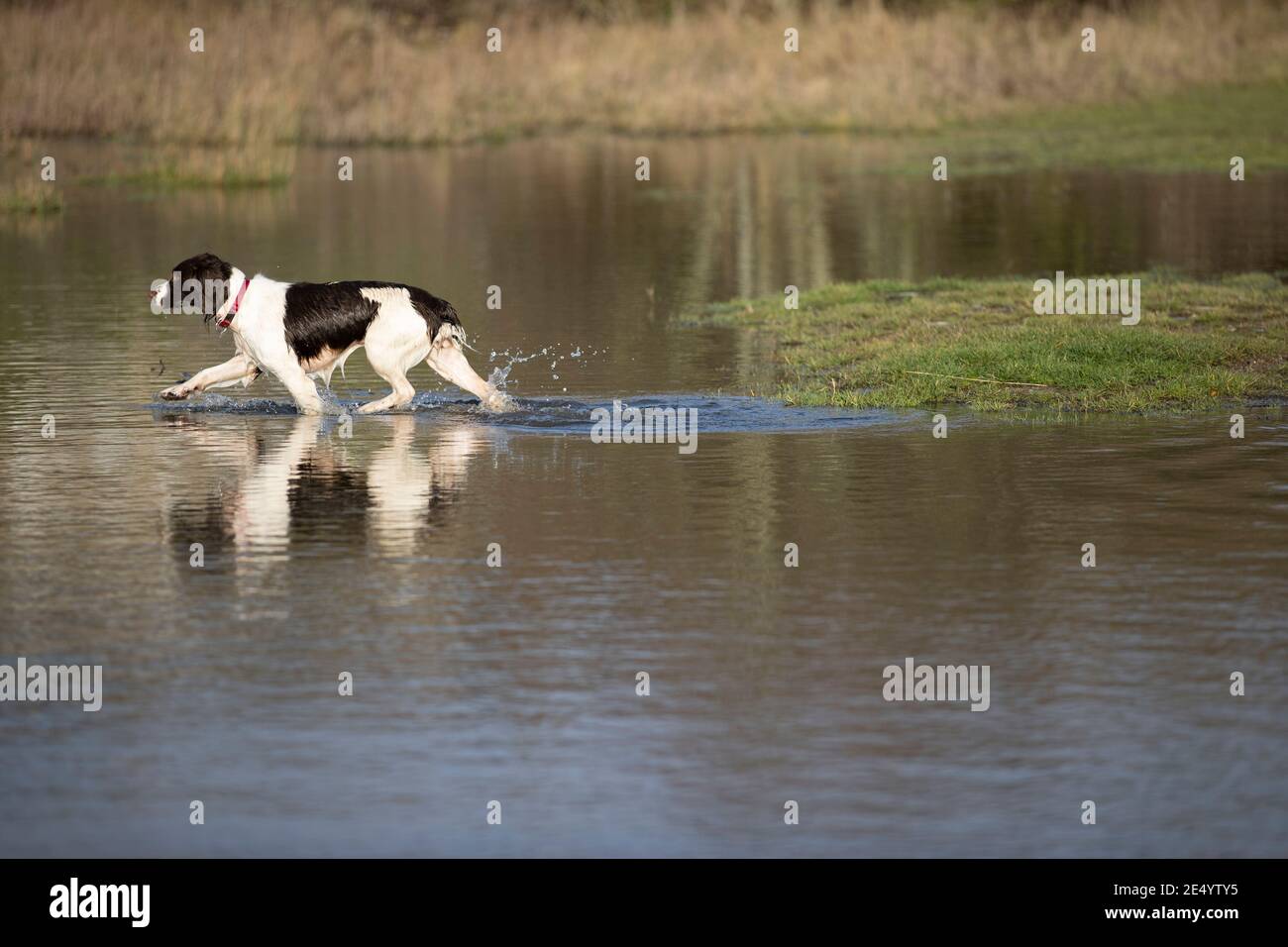 English Springer Spaniel Stockfoto
