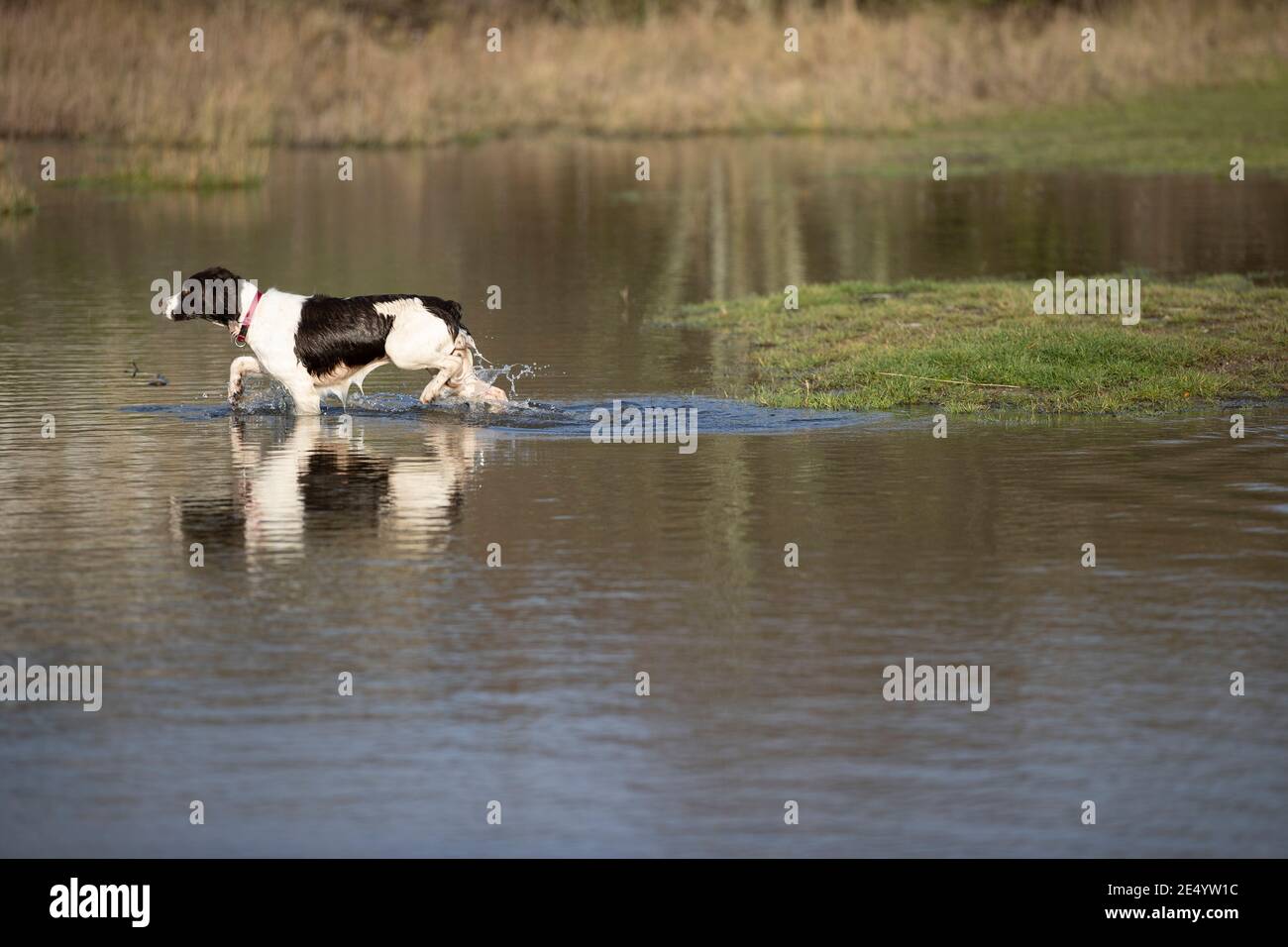 English Springer Spaniel Stockfoto