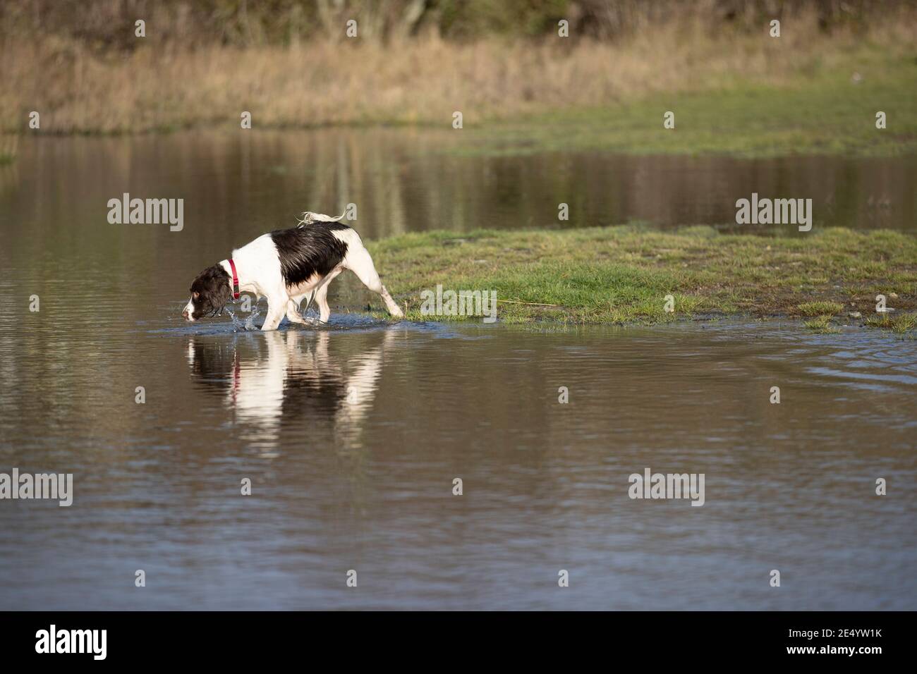 English Springer Spaniel Stockfoto