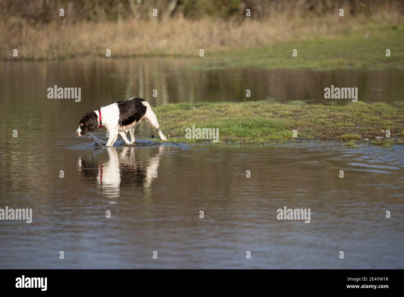 English Springer Spaniel Stockfoto