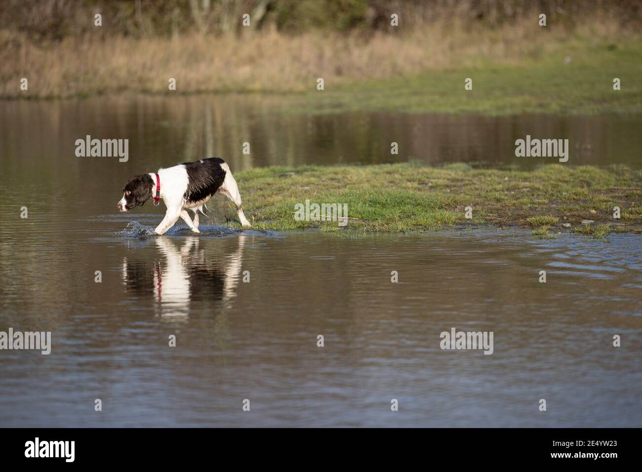 English Springer Spaniel Stockfoto