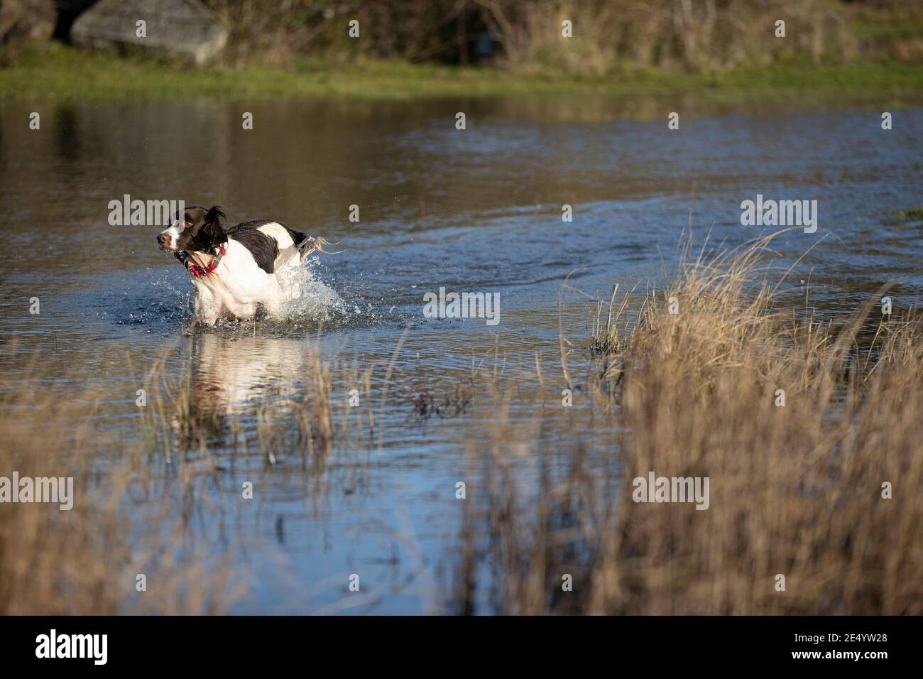 English Springer Spaniel Stockfoto