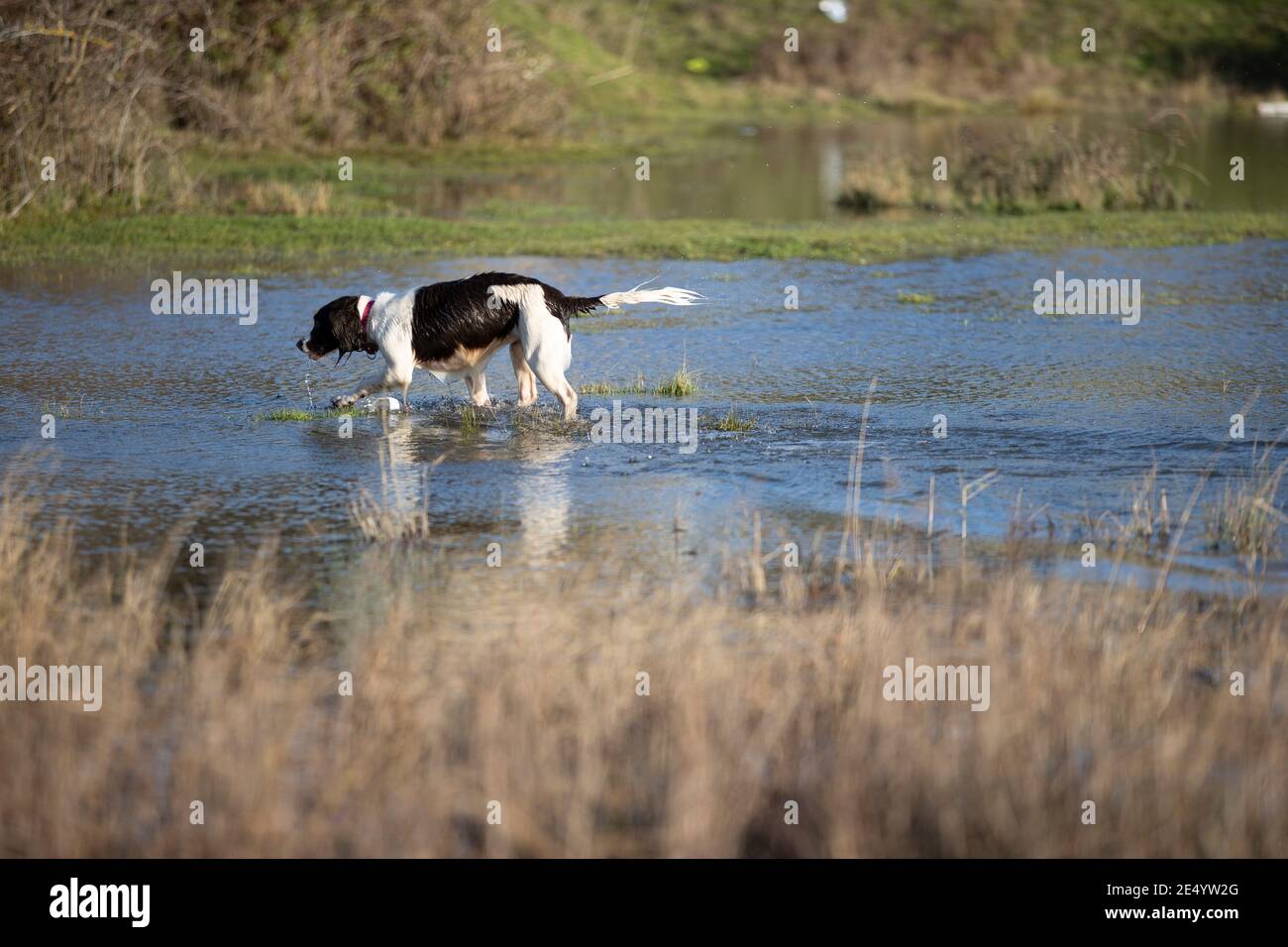 English Springer Spaniel Stockfoto