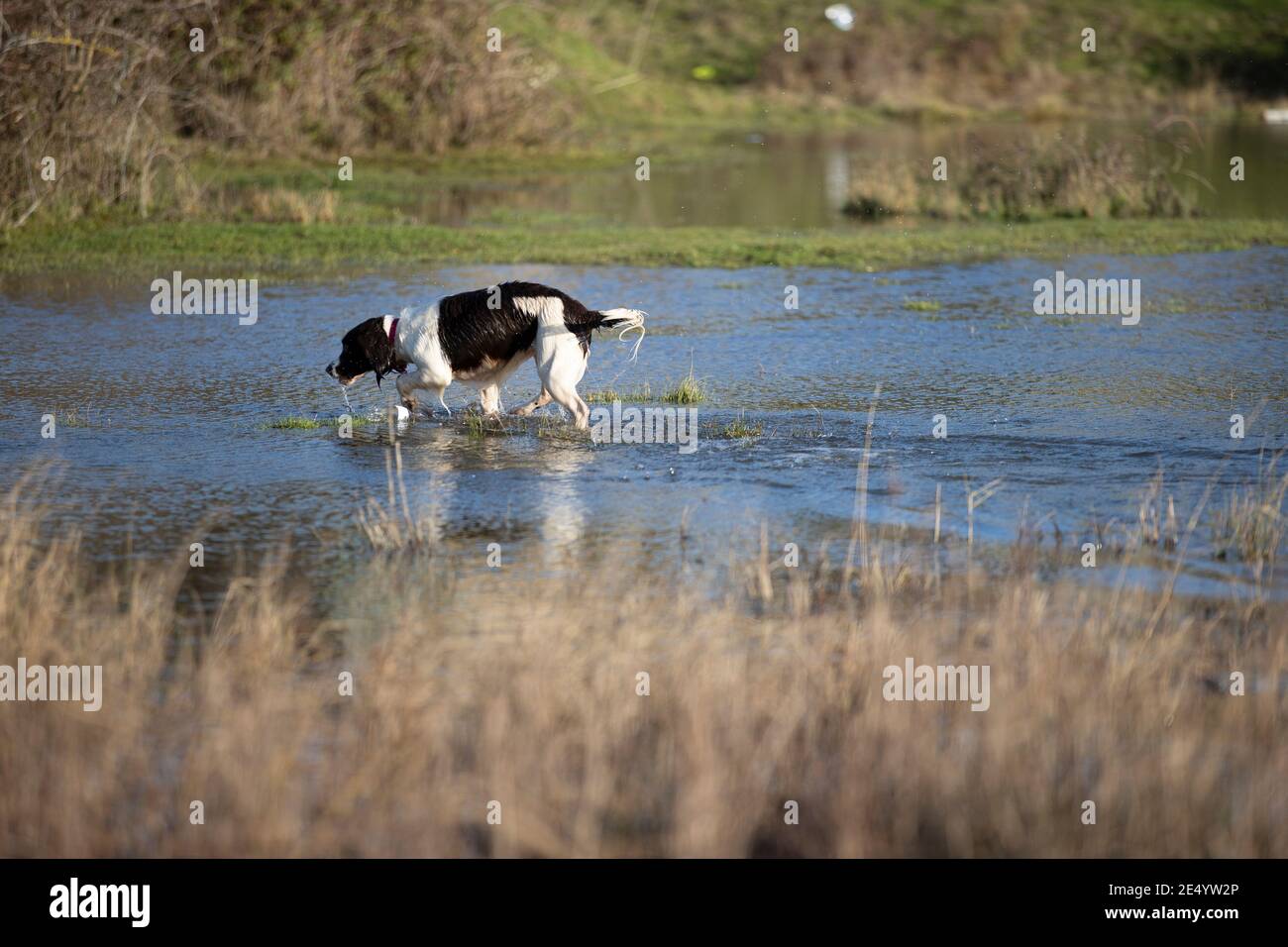 English Springer Spaniel Stockfoto
