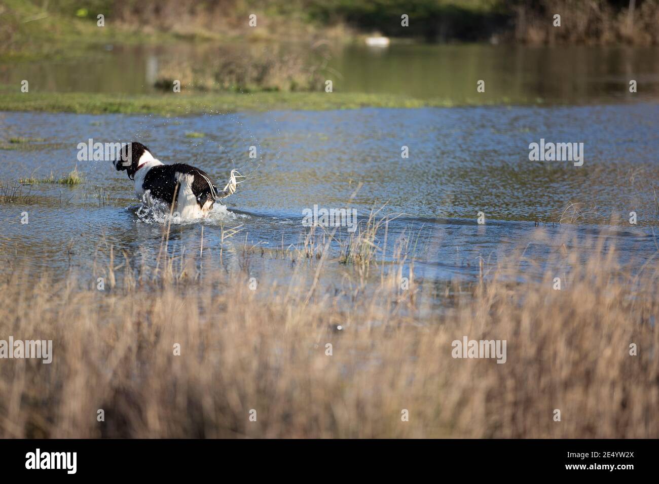 English Springer Spaniel Stockfoto