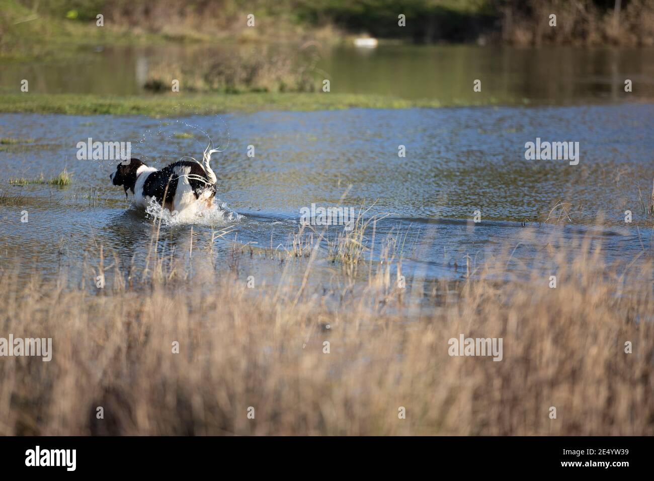English Springer Spaniel Stockfoto